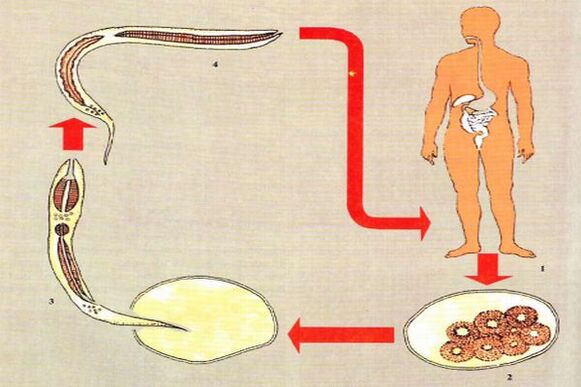 Жизненный цикл развития паразитов